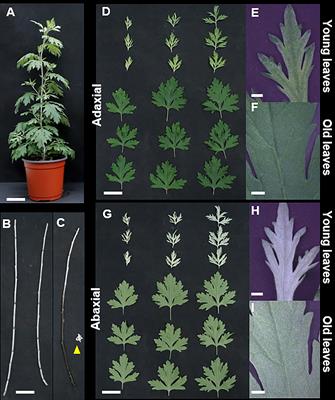 Integrative analysis of metabolite and transcriptome reveals biosynthetic pathway and candidate genes for eupatilin and jaceosidin biosynthesis in Artemisia argyi